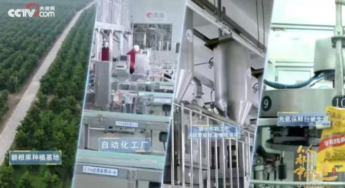 洽洽20年 一把堅(jiān)果背后的匠心與堅(jiān)守，與網(wǎng)絡(luò)科技領(lǐng)域技術(shù)開發(fā)的跨界啟示